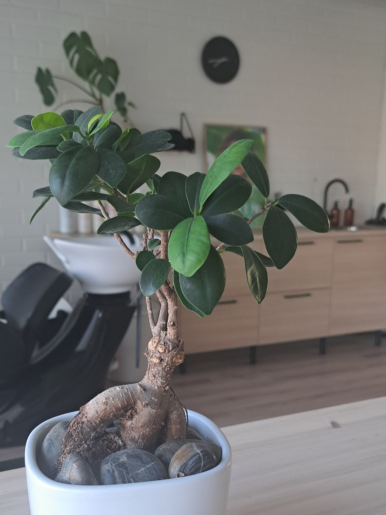 Pikkupuu ruukussa.